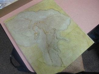 The Archaeopteryx fossil cast displays evidence of feathers and enlargement of the brain seen in birds today. 