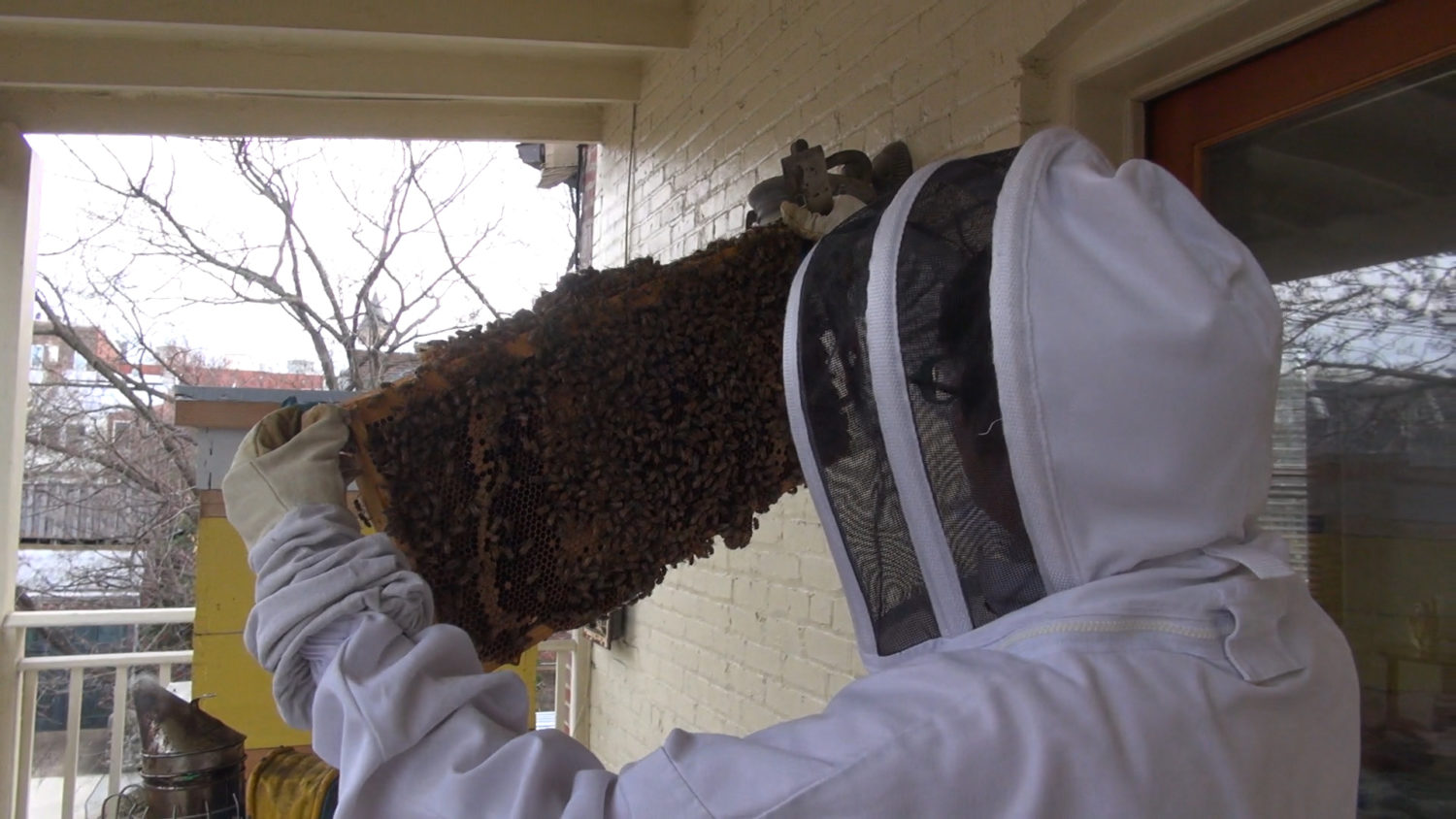 Meet ‘The Bee Lady’ Of Capitol Hill